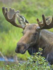 Best of Juneau, Ketchikan and Skagway